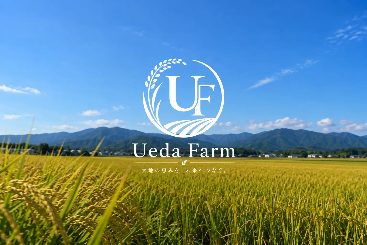 熊本県玉名市にある株式会社Ueda Farmの田んぼ。黄金色に実った稲穂と、遠くに連なる山並み
