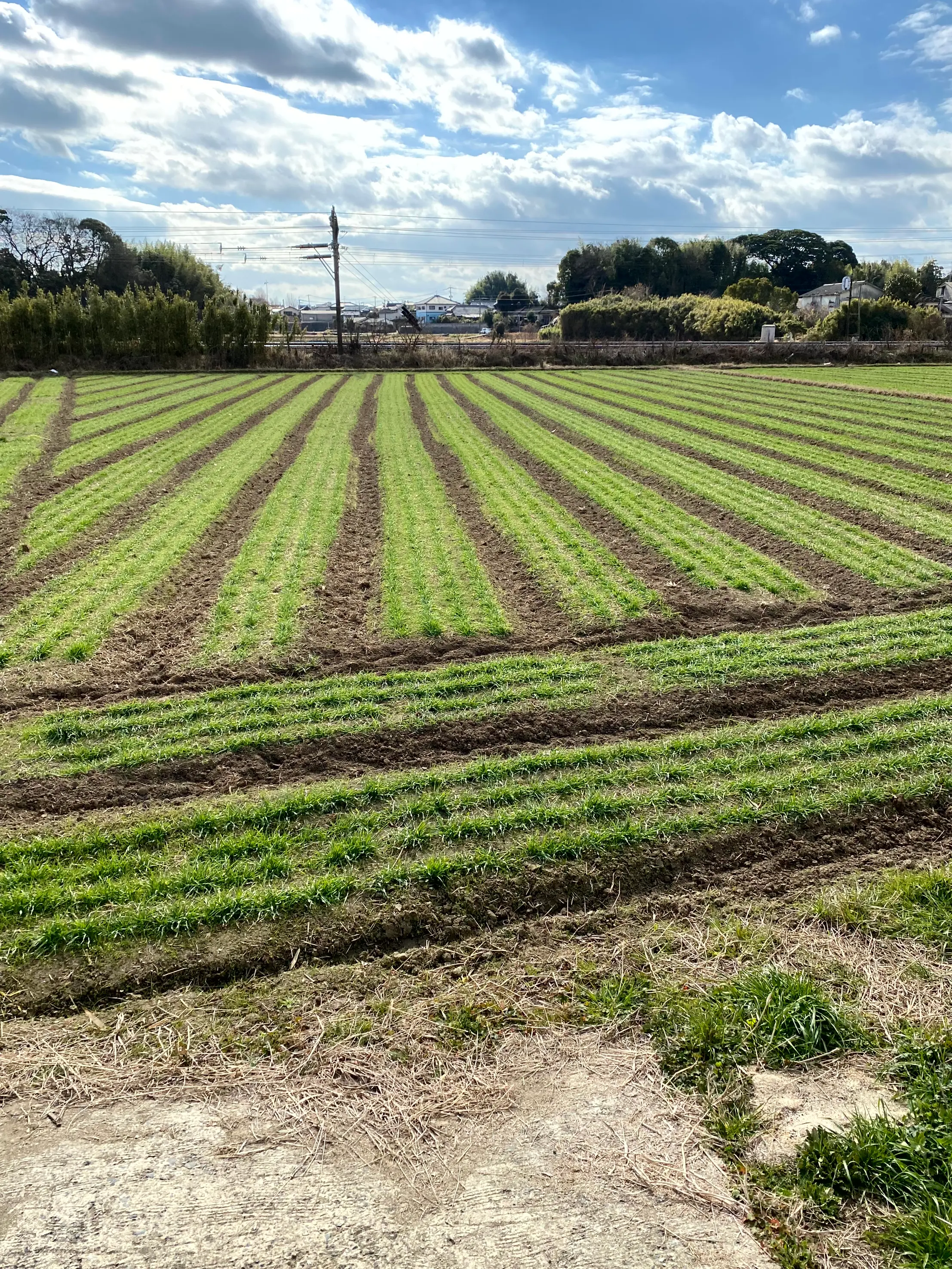 青空の下、条播きされた麦の若い芽が一面に並ぶ広い畑