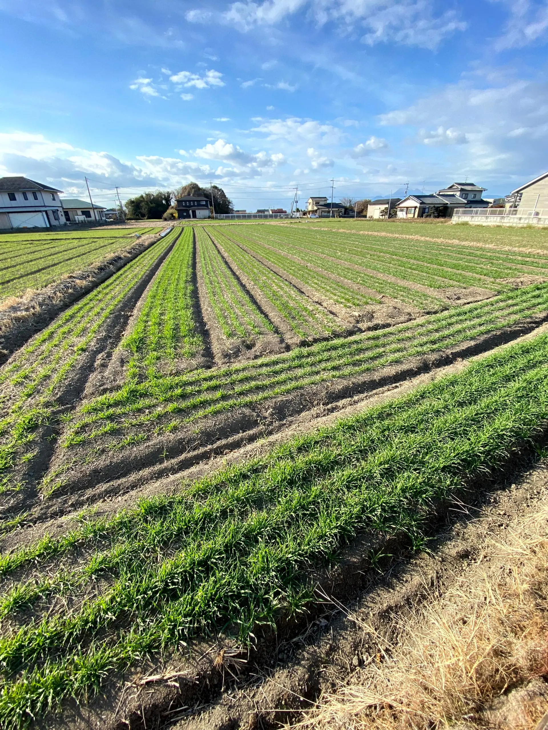 住宅地を背景に、青空の下で麦の条がまっすぐ続く畑
